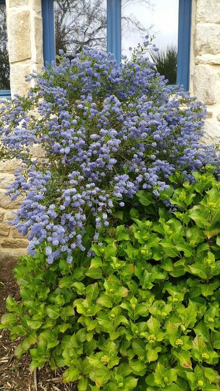 Le Domaine De Saint-Thomin Bed and Breakfast Nostang Εξωτερικό φωτογραφία
